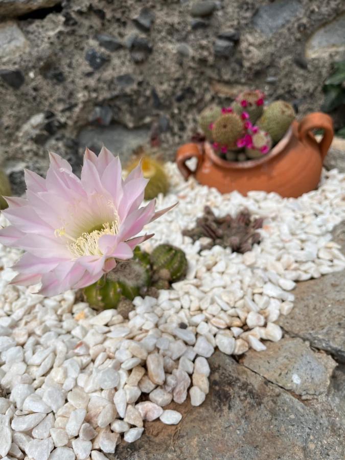 Tropical House Ribeira Brava Exterior foto